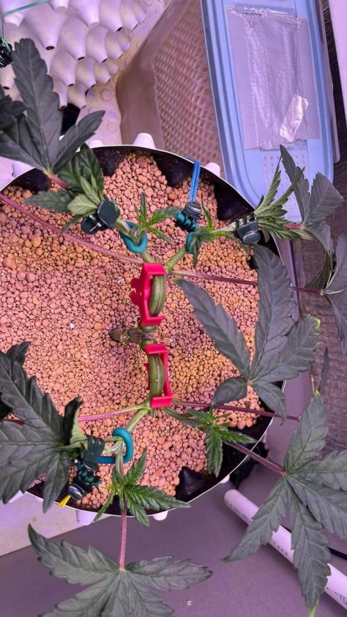 Runts & Polar Gelato. Week 6