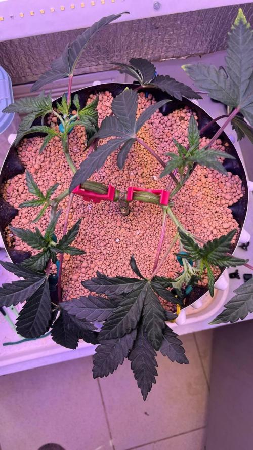 Runts & Polar Gelato. Week 6