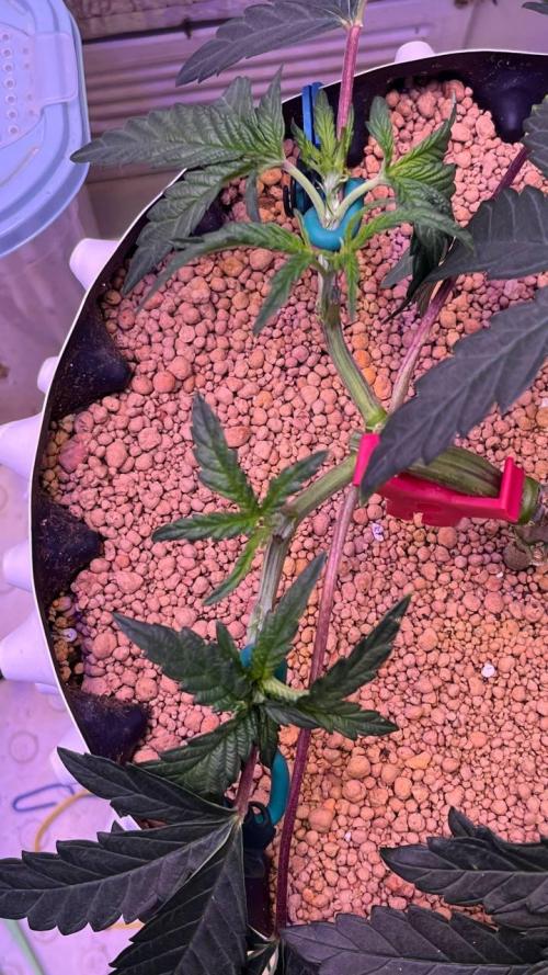 Runts & Polar Gelato. Week 6