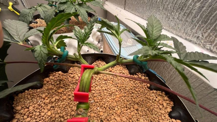 Runts & Polar Gelato. Week 6