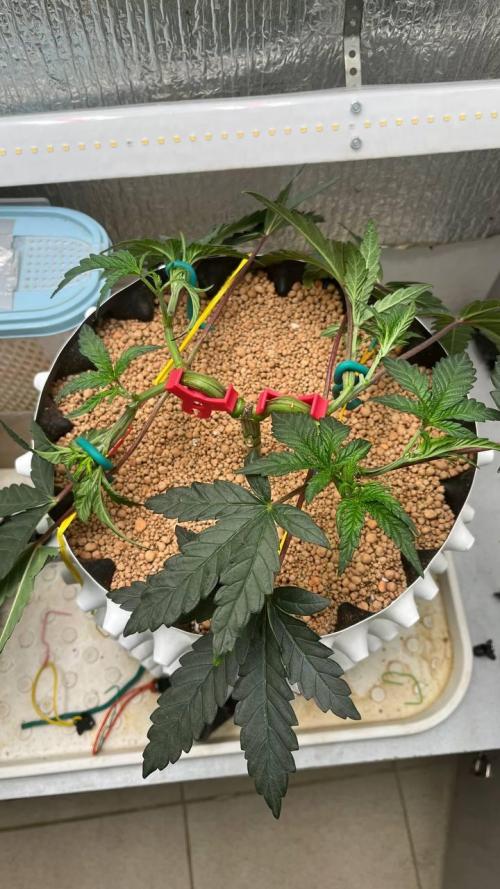 Runts & Polar Gelato. Week 6