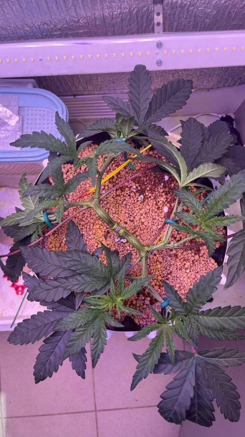 Runts & Polar Gelato. Week 6