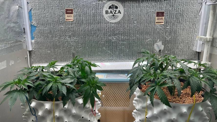 Runts & Polar Gelato. Week 7