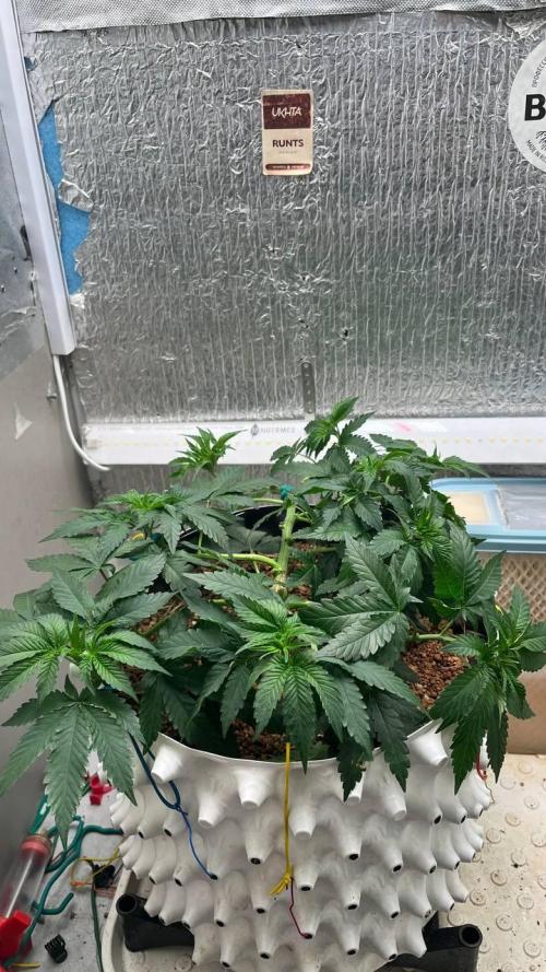 Runts & Polar Gelato. Week 7