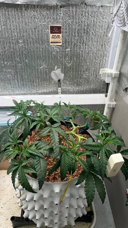 Runts & Polar Gelato. Week 7