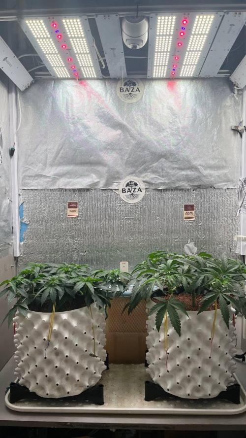 Runts & Polar Gelato. Week 8
