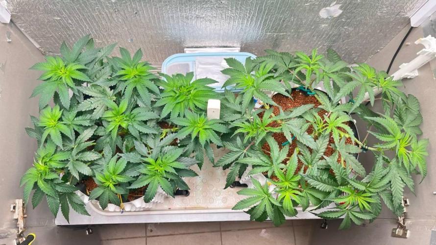 Runts & Polar Gelato. Week 8