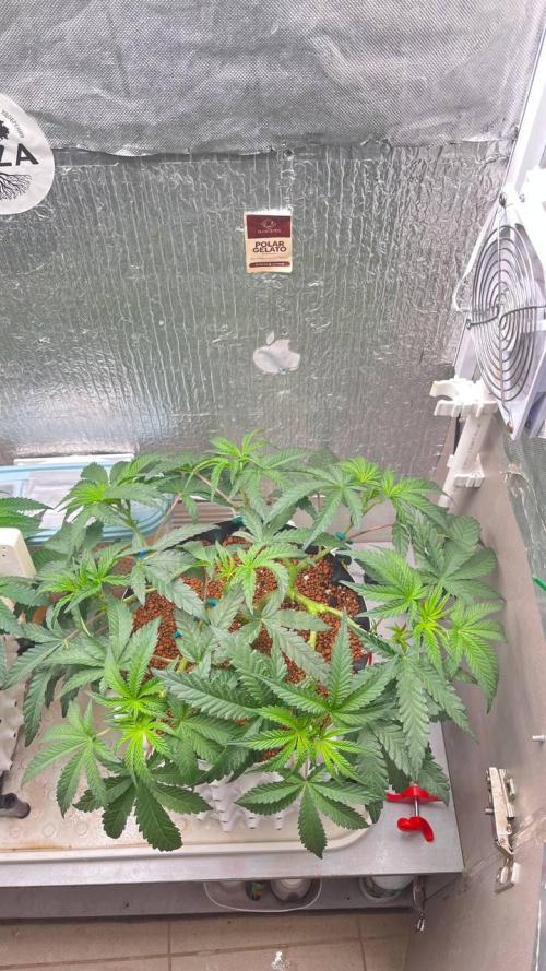 Runts & Polar Gelato. Week 8