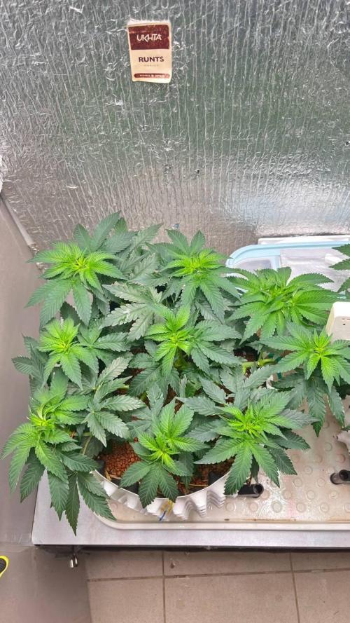 Runts & Polar Gelato. Week 8