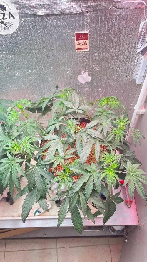 Runts & Polar Gelato. Week 8