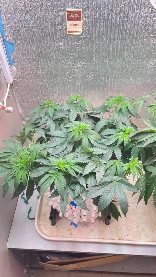 Runts & Polar Gelato. Week 8