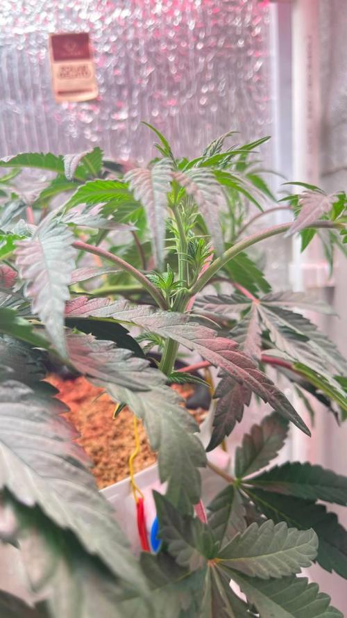 Runts & Polar Gelato. Week 8
