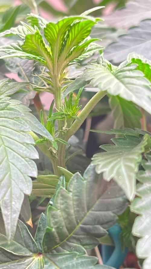 Runts & Polar Gelato. Week 8