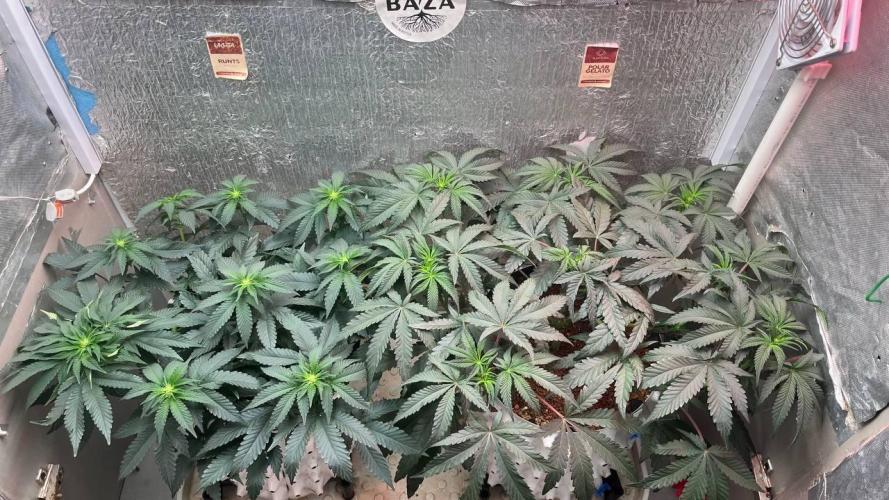 Runts & Polar Gelato. Week 9