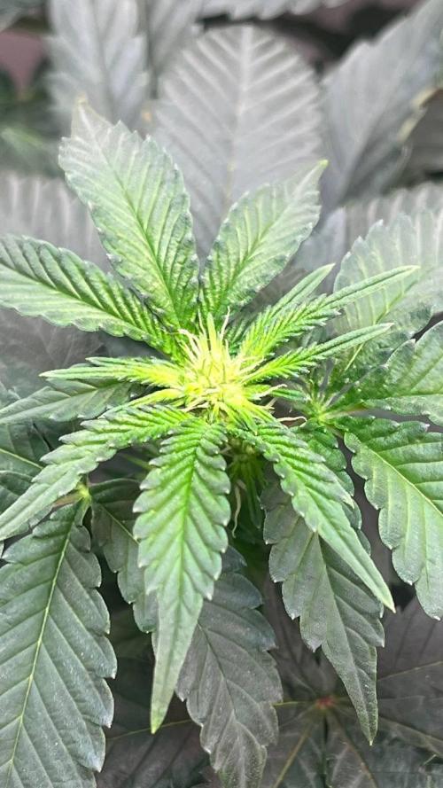 Runts & Polar Gelato. Week 9