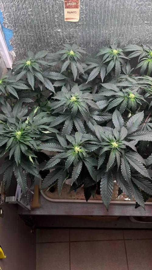 Runts & Polar Gelato. Week 10