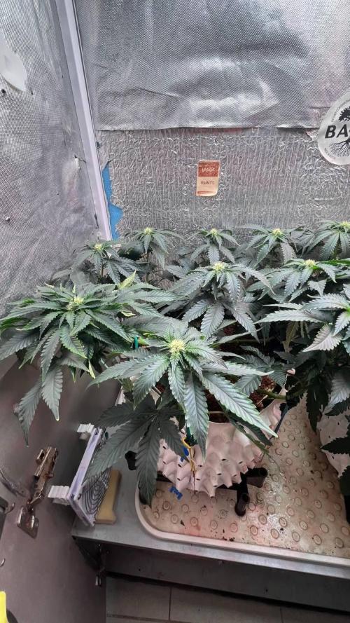Runts & Polar Gelato. Week 10