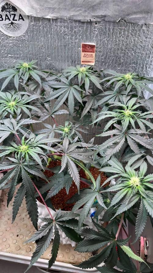 Runts & Polar Gelato. Week 10