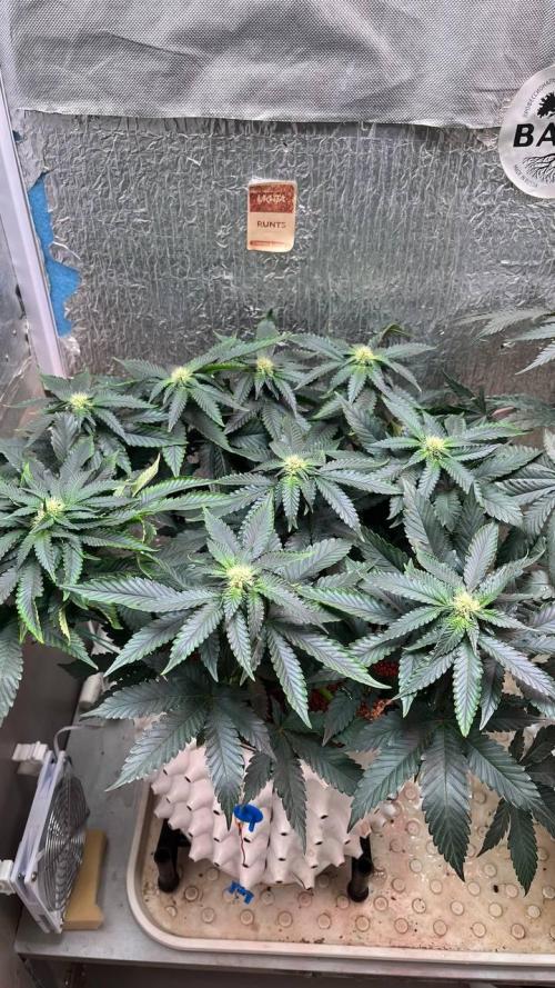 Runts & Polar Gelato. Week 10
