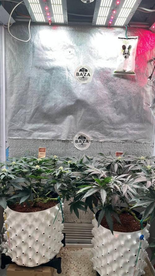Runts & Polar Gelato. Week 10