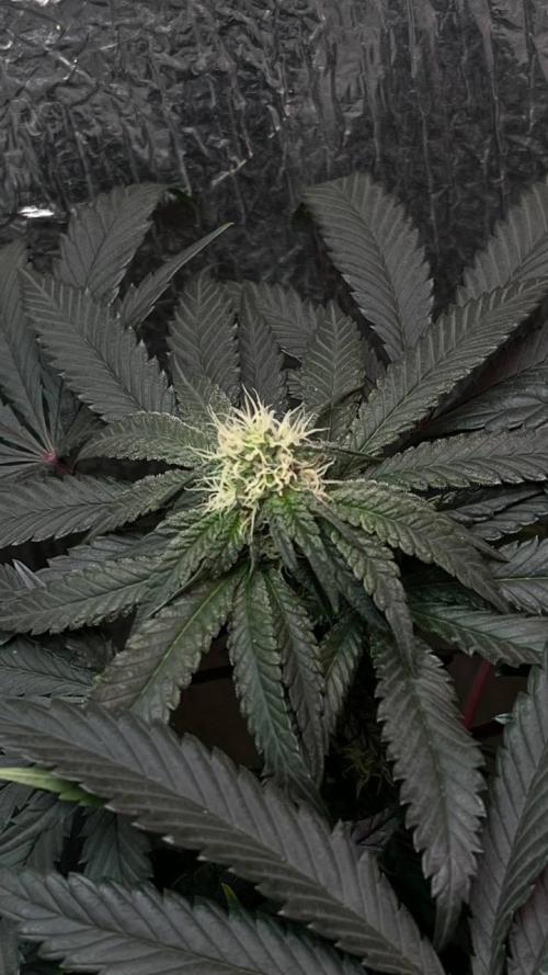 Runts & Polar Gelato. Week 11
