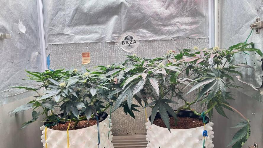 Runts & Polar Gelato. Week 11