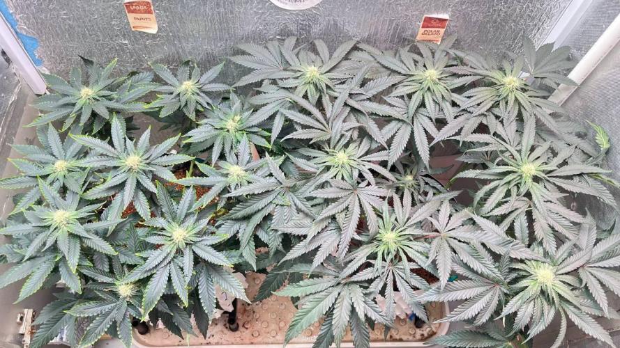 Runts & Polar Gelato. Week 11
