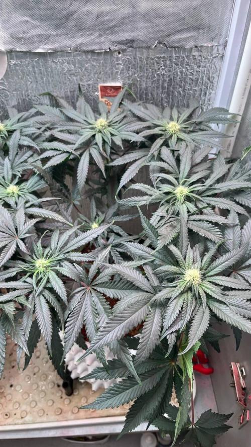 Runts & Polar Gelato. Week 11