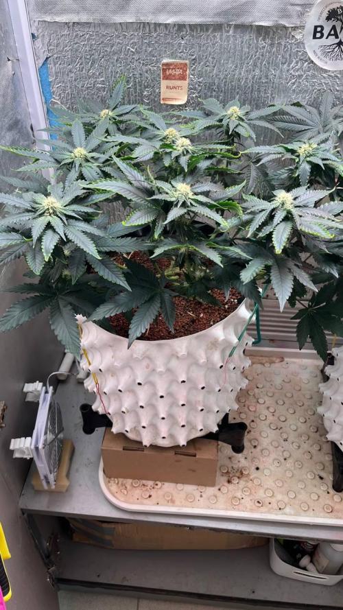 Runts & Polar Gelato. Week 11