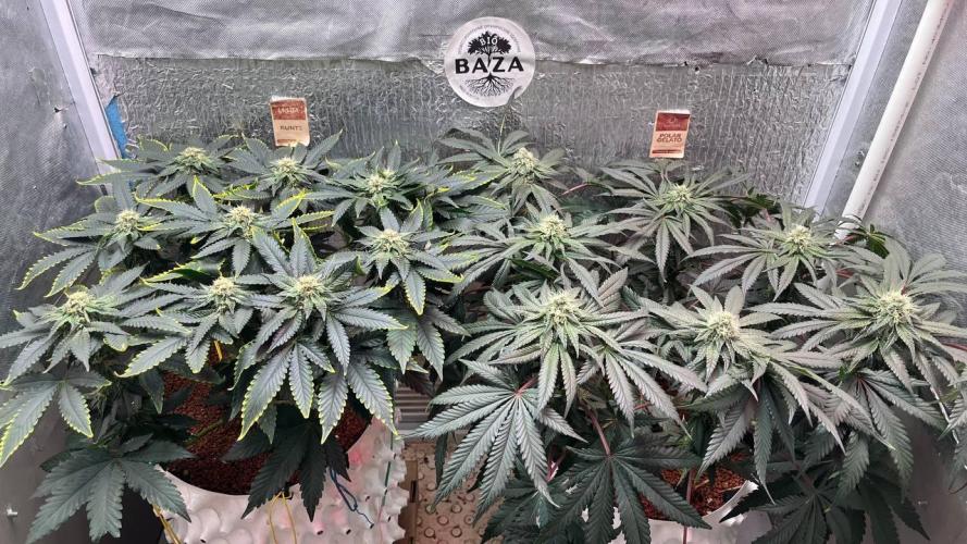 Runts & Polar Gelato. Week 12