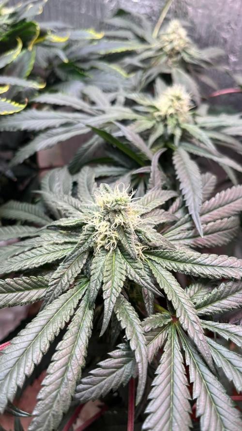 Runts & Polar Gelato. Week 12