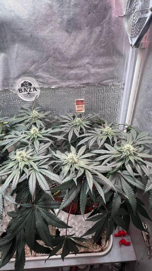 Runts & Polar Gelato. Week 12