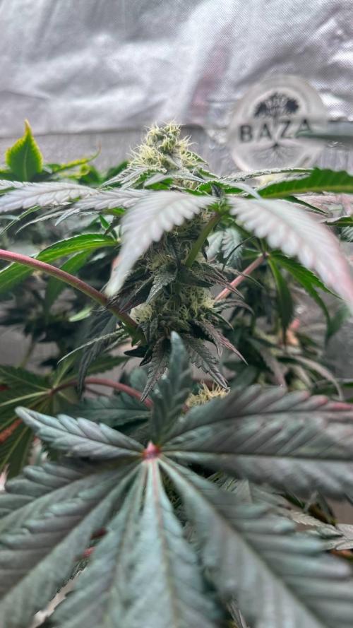 Runts & Polar Gelato. Week 12