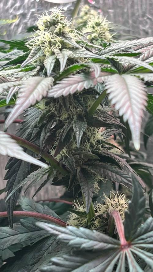 Runts & Polar Gelato. Week 12