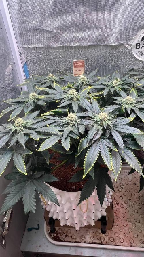 Runts & Polar Gelato. Week 13