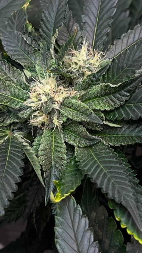 Runts & Polar Gelato. Week 13