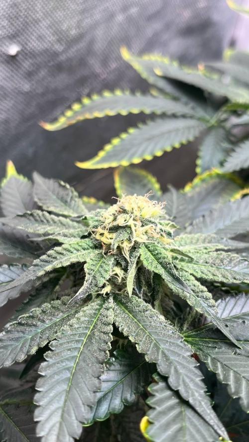 Runts & Polar Gelato. Week 13