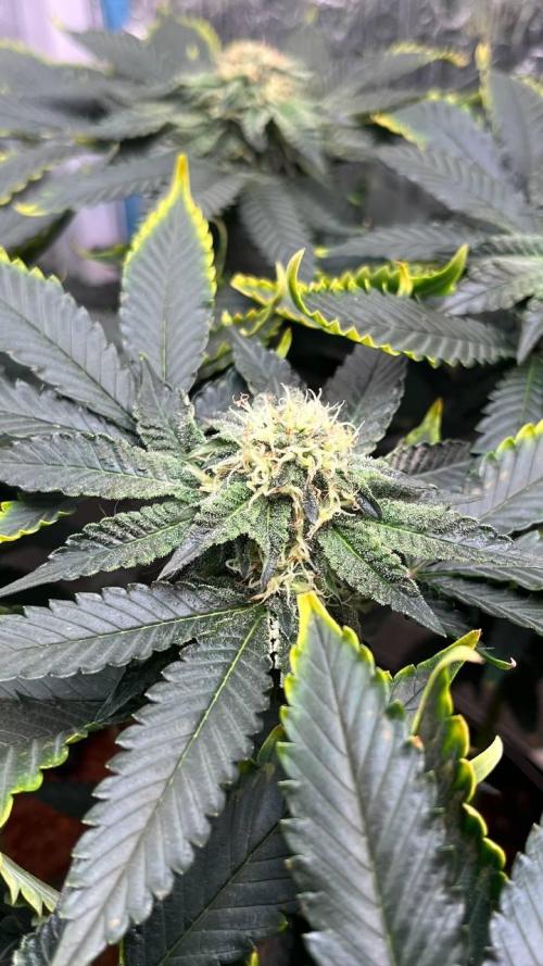 Runts & Polar Gelato. Week 13