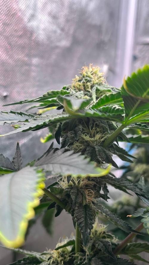 Runts & Polar Gelato. Week 13