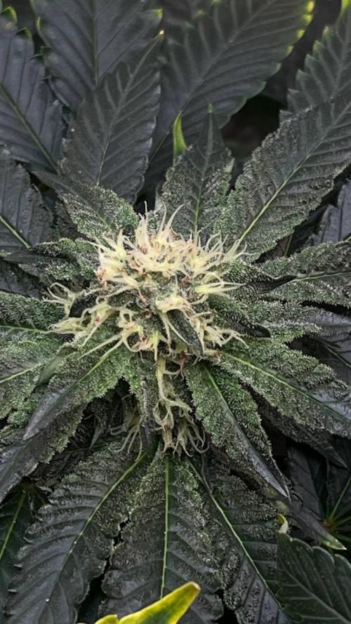 Runts & Polar Gelato. Week 13