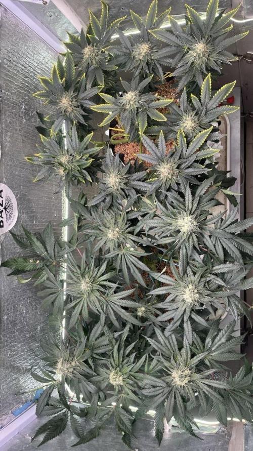 Runts & Polar Gelato. Week 14