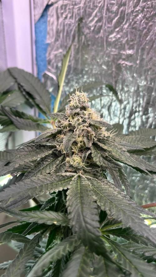 Runts & Polar Gelato. Week 14