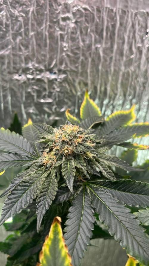 Runts & Polar Gelato. Week 14