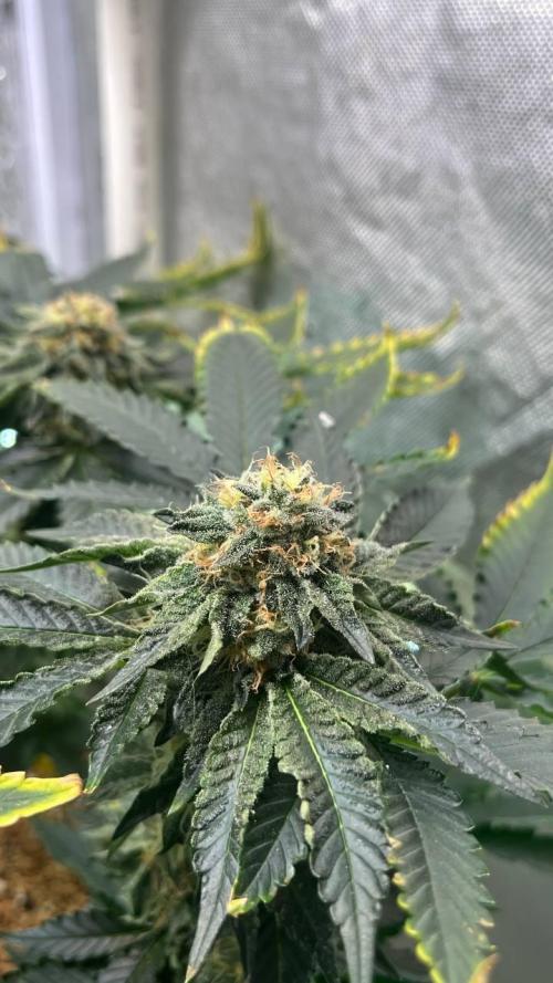Runts & Polar Gelato. Week 14