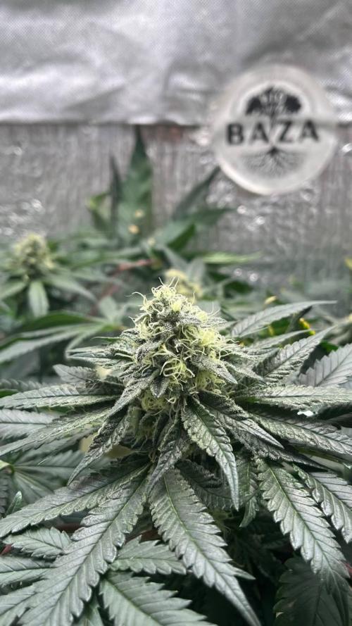 Runts & Polar Gelato. Week 14