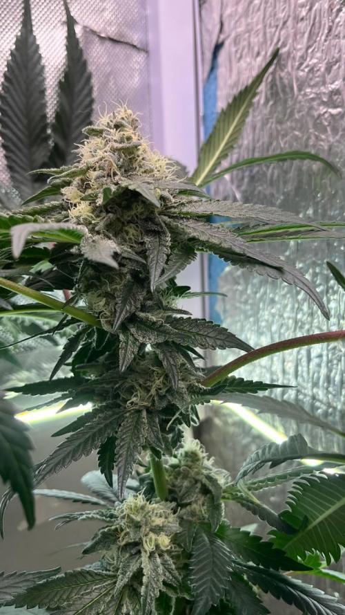 Runts & Polar Gelato. Week 14