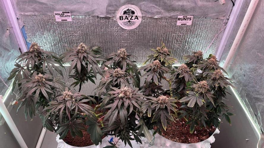 Runts & Polar Gelato. Week 15