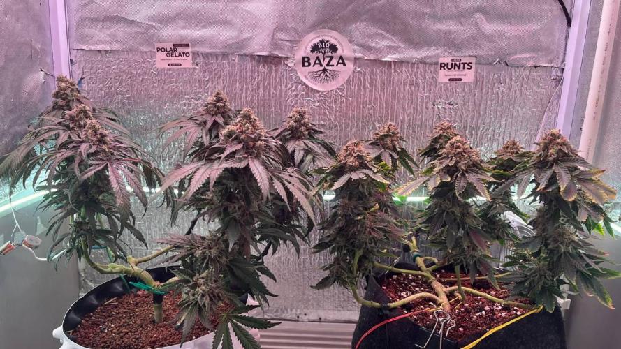 Runts & Polar Gelato. Week 15