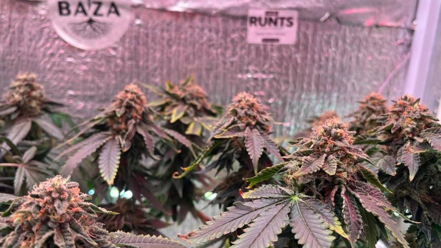 Runts & Polar Gelato. Week 15
