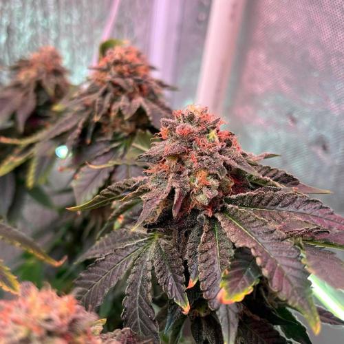 Runts & Polar Gelato. Week 15